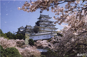 Himeji Castle and Cherry Blossoms