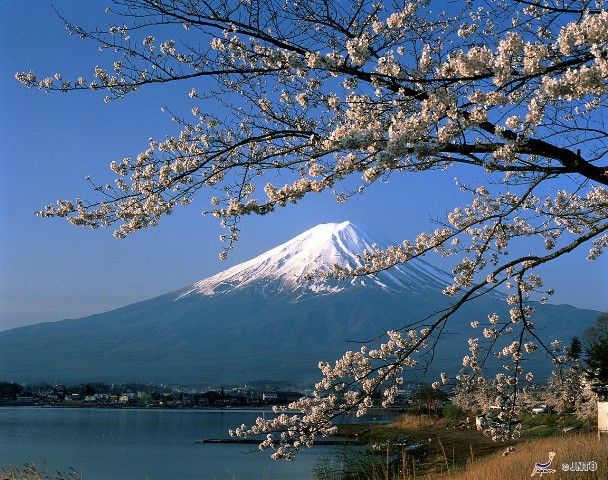 Mt Fuji Spring