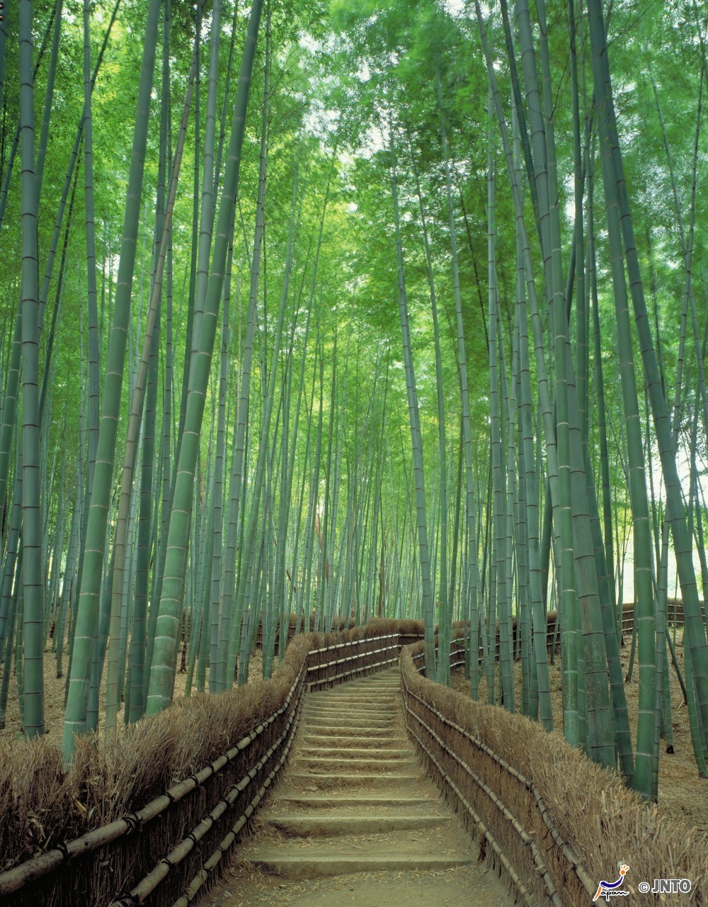 Sagano Bamboo Grove